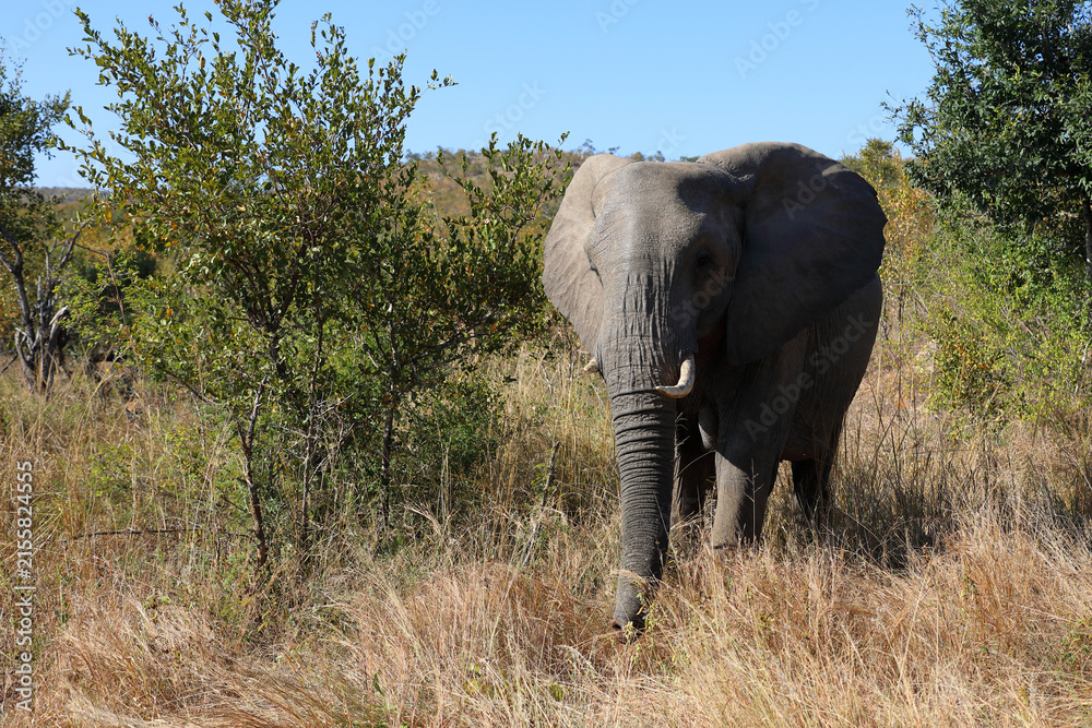 Obraz premium Afrikanischer Elefant / African elephant / Loxodonta africana