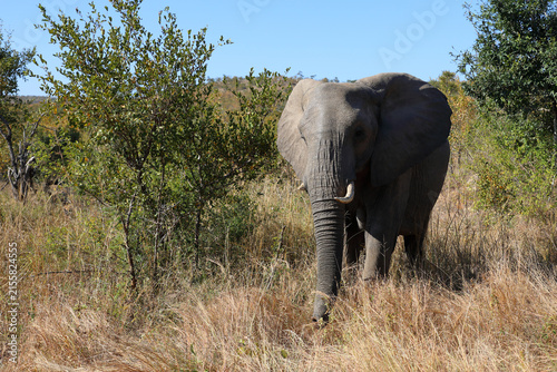 Afrikanischer Elefant / African elephant / Loxodonta africana