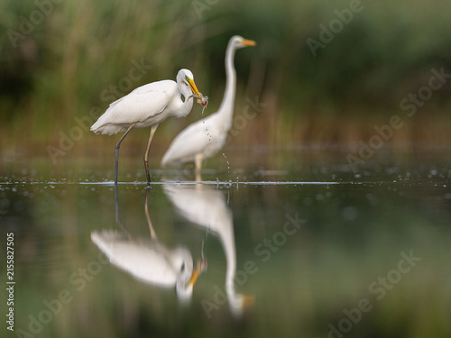 Plakat heron