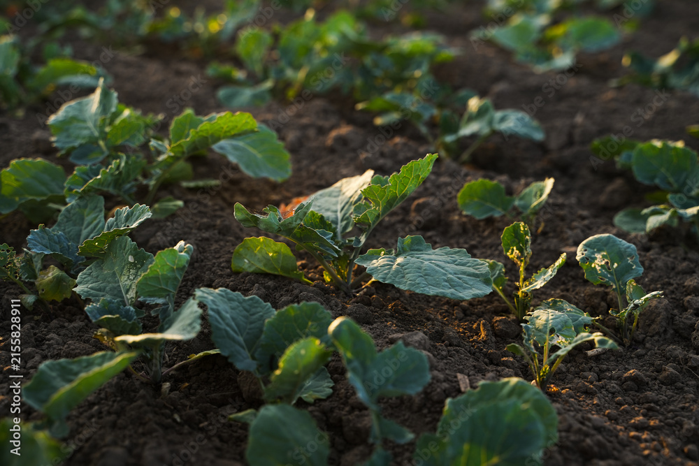 Fototapeta premium Wide view of young rapeseed plants growing on fertile agricultural field under natural sunlight, oilseed farming and sustainability concept