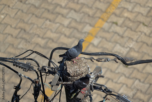 Two pigeons perched atop a weathered concrete utility pole surrounded by a tangled network of black power cables and hardware fittings against a paved background.