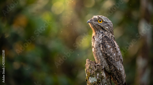 Great Potoo resting perfectly upright on a broken tree stump relying on its highly cryptic plumage for natural camouflage.