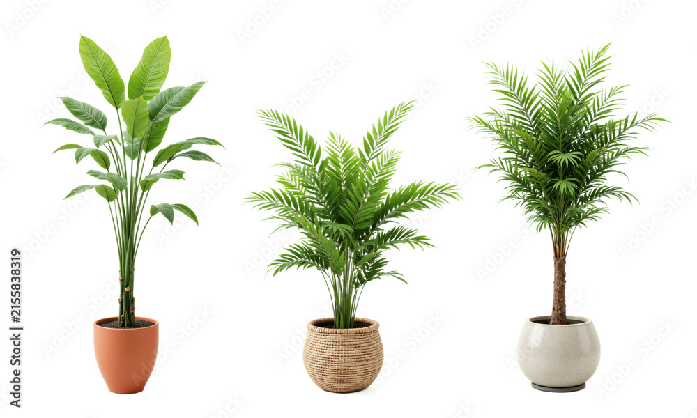 Fototapeta premium Bamboo Palm (Chamaedorea seifrizii) Tall, elegant palm with thin green stalks and soft, feathery fronds, potted in a large terracotta