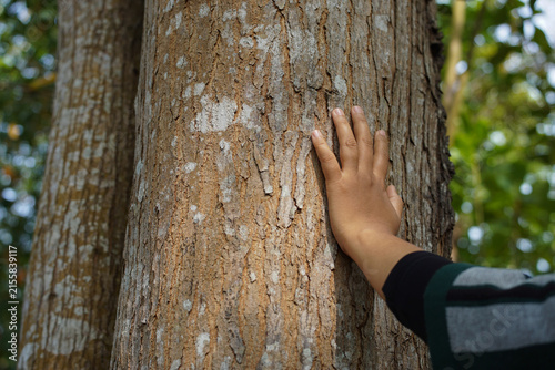 Person touching the textured bark of a mature tree in a forest, symbolizing human connection with nature and the natural environment