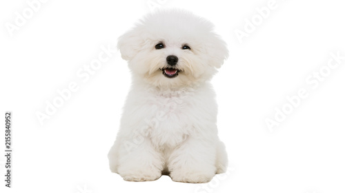 Obraz na plátne Fluffy white Bichon Frise dog sitting, isolated on transparent background