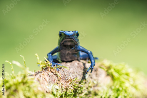Cuadro en lienzo A dyeing poison dart frog resting on a lush green leaf in a tropical rainforest