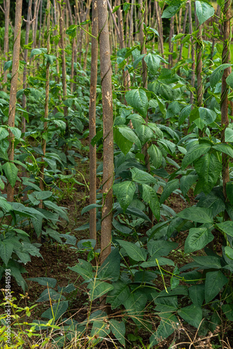 Green yardlong bean vines climbing up wooden support poles on a rural agricultural farm