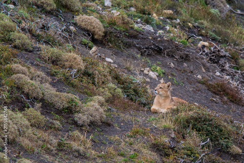 Puma walking in mountain environment, Torres del Paine National Park, Patagonia, Chile.