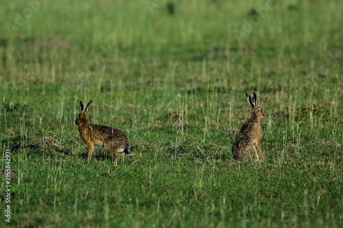 European hare, Lepus europaeus, La Pampa Province, Argentina.