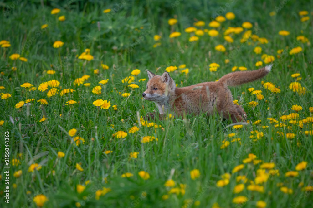 Naklejka premium Young red fox kit sitting in a field of wild yellow dandelions and lush green grass with wildlife