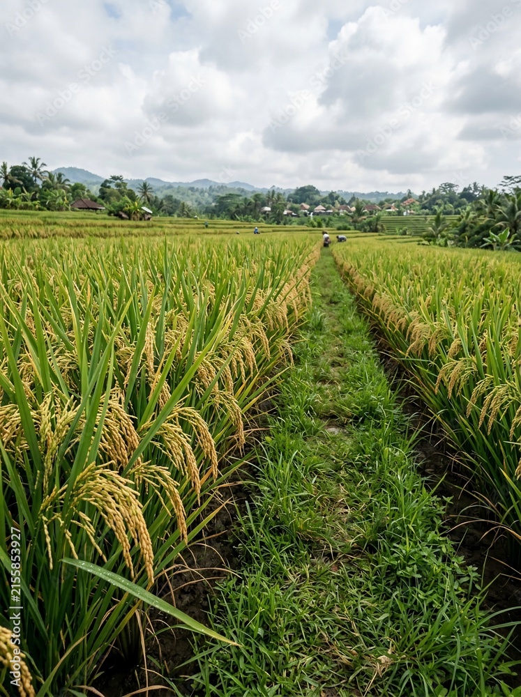 Fototapeta premium Rice fields harvest