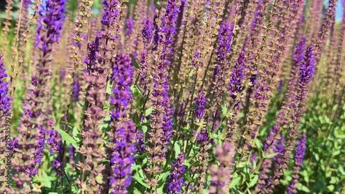 Purple oak sage flowers bloom in the open air as their delicate stems and blossoms sway gently in the wind, creating a natural botanical scene with vivid color