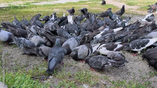 Many street pigeons actively eating scattered millet on the ground in an urban area showing natural bird feeding behavior and a lively outdoor scene with flock of birds