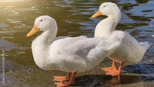 Two white geese with yellow beaks and yellow feet standing on the river shore at sunset, creating a peaceful natural scene with waterfowl in warm evening light