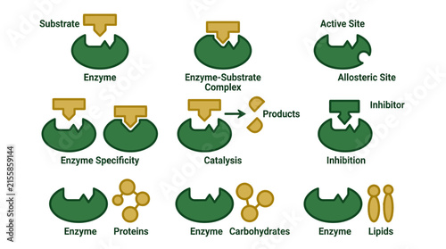 Foto Enzyme Action and Specificity Diagram: Substrate, Active Site, Inhibition