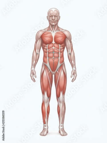 A detailed representation of human muscle anatomy shows muscle groups involved in sports injuries and the kinetic chain during physical activities.