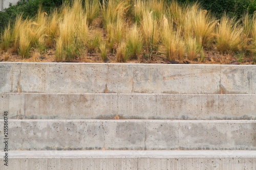 Modern brutalist architecture background with raw concrete stairs tiers and decorative dry yellow ornamental feather grass.