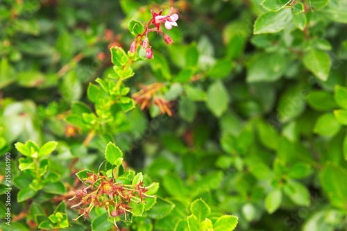 Botanic background with Abelia x grandiflora pink buds and dry calyxes on left and soft blurred right copy space with selective focus