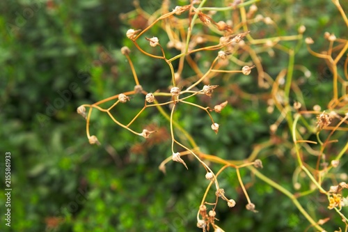 Close up of dry Jacobaea maritima seed pods with selective focus and empty copy space on left background