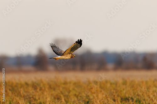 00803-01202 Northern Harrier (Circus hudsonius) male in flight Marion Co. IL