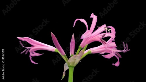Time lapse of Nerine lily flowers opening from elongated buds to fully blooming pink flowers. Also known as Guernsey lily and Spider lily, isolated on a black background.