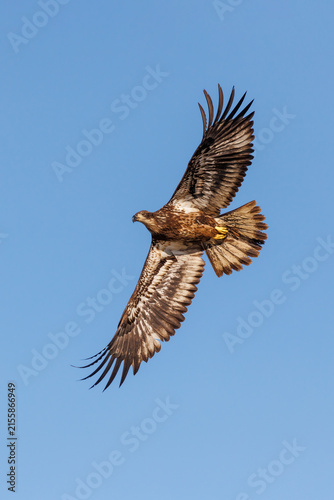 00807-04106 Bald Eagle (Haliaeetus leucocephalus) immature in flight Clinton Co. IL
