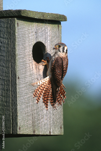 Photography 00818-01109 American Kestrel (Falco sparverius) female at nest box, Marion Co