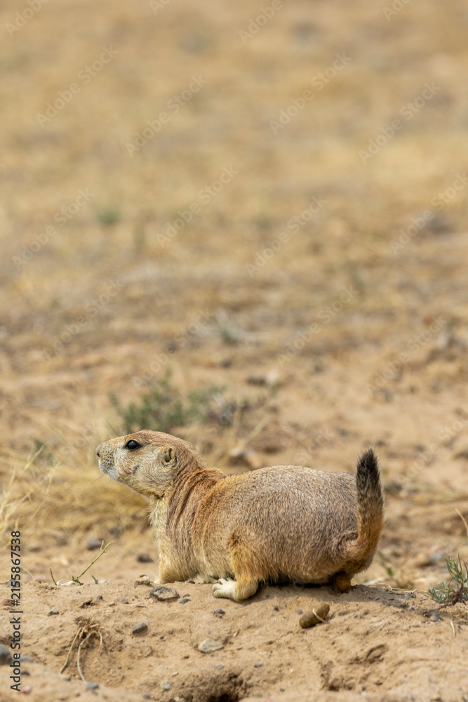 Obraz premium Cute Prairie Dog in the Colorado Prairie