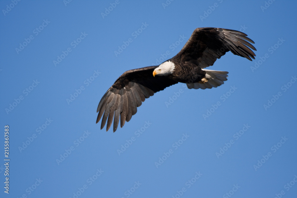 Fototapeta premium 00807-035.14 Bald Eagle (Haliaeetus leucocephalus) in flight over Mississippi River, Alton, IL