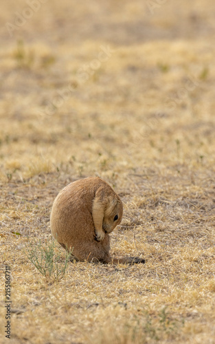 Cute Prairie Dog in the Colorado Prairie