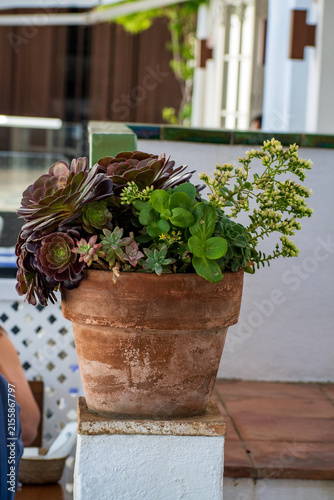 Drought‑Tolerant Succulents in Weathered Terracotta Pot, Mediterranean Garden Style