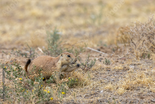 Cute Prairie Dog in the Colorado Prairie