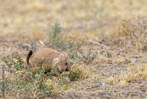 Cute Prairie Dog in the Colorado Prairie