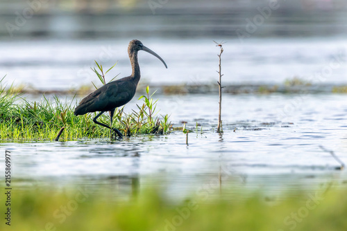 Foto The glossy ibis is a wading bird in the ibis family
