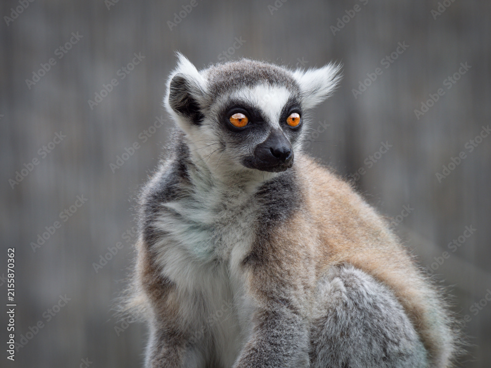 Naklejka premium Ring-tailed lemur portrait with bright orange eyes on grey background.