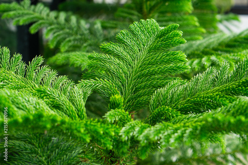 Close-up of vibrant green norfolk island pine tree branches foliage.