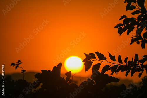 Fotografie Silhouetted foliage frames a radiant sunset, the sky ablaze with warm orange and yellow hues