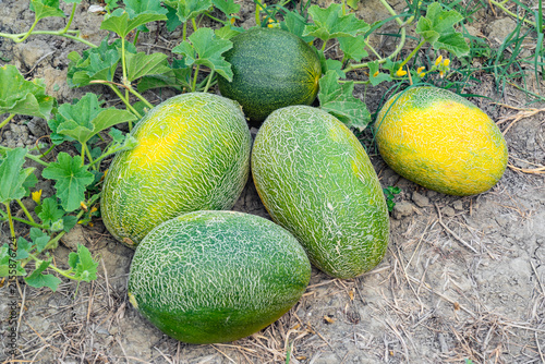 Harvest of ripe melons in the field