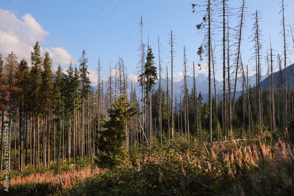 Fototapeta premium Tatra mountains in Poland. Impact of woodboring beetle pest. Spruce forest infested by European spruce bark beetle (Ips typographus).