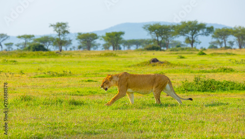 Canvas Print Lioness walking  in the Western Serengeti savanna