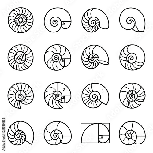 Bild auf Leinwand Geometric nautilus shell and spiral line icons.