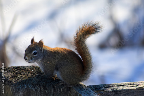 Red Squirrel on Wooden Fence with Snowy Winter Background