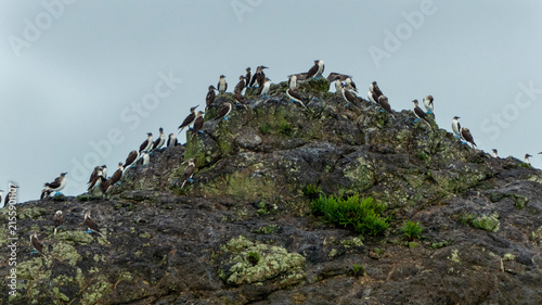 Large colony of blue-footed boobies perched on a rocky volcanic island overlooking the ocean under an overcast sky