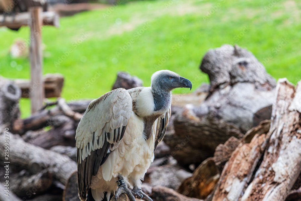 Fototapeta premium white tailed eagle