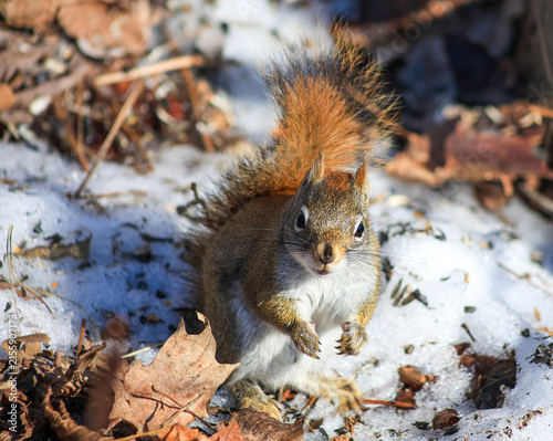 Curious Red Squirrel Standing in Snow and Looking at Camera