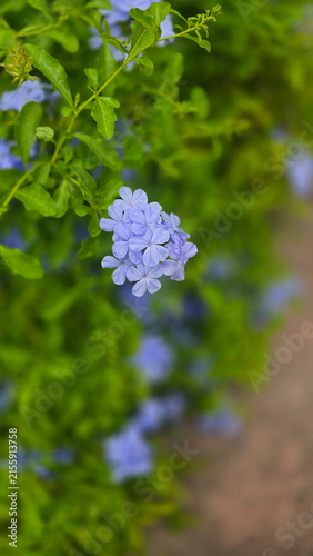 Canvastavla Blue Plumbago Flower with Water Droplets in a Lush Tropical Garden