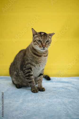 Grumpy Grey Indie Cat Sitting against Bright Yellow Wall