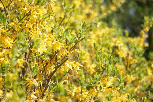 Bright yellow forsythia flowers blooming in Bonn park