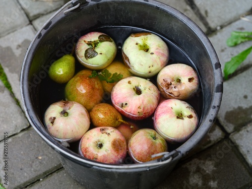 A top-down shot of damaged apples and pears floating in a black plastic bucket filled with water.