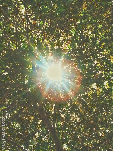 Canvas Print The sunlight that penetrates between the leaves creates a poetic natural beauty